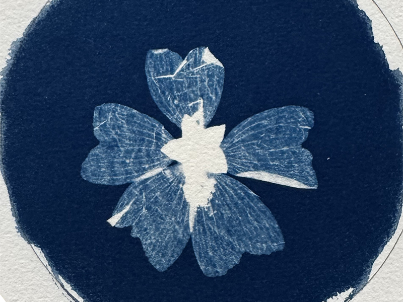 Beispielbild für den Workshop Cyanotypie